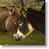 Smooch Time