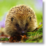 Hedgehog
