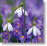 Crocuses and Snowdrops, Floral Blank Card