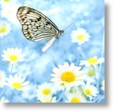 Daisies, Floral Blank Cards