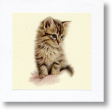 Kitten