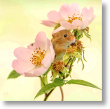 Harvest Mouse, Animal Blank Card