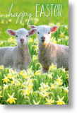 Lambs, Easter Card