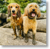 Muddy Paws, Animal Blank Card