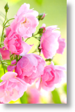 Pink Roses, Floral Birthday Card for Her