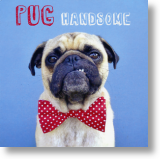 Pug Handsome