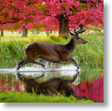 Red Deer Stag, Animal Blank Card