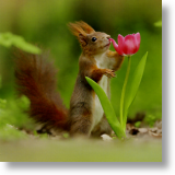 Red Squirrel, Animal Blank Card