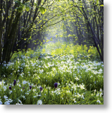 Sissinghurst Castle Garden, Scenic Blank Card