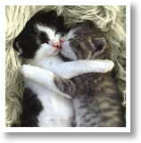 Snuggle Up, Animal Blank Card