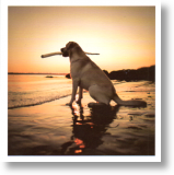 Sun Seeker, Animal Blank Card