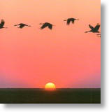 Sunset Flight, Scenic Blank Card
