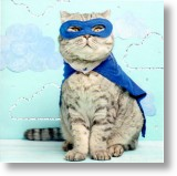 Super Kitty, Animal Blank Card