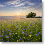 Wildflower Meadow, Scenic Blank Card