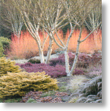 Winter Garden, Scenic Blank Card