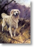 Retriever