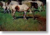 White And Brown Horses