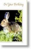 Wild Rabbit