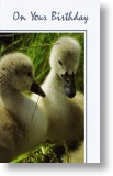 Young Ducklings