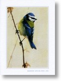 Ragwort & Bluetit