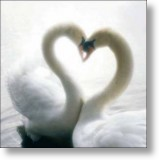 Swans Embrace