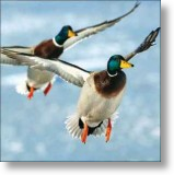 Mallards