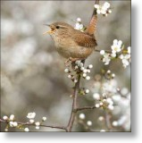 Wren