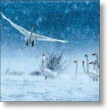 Snow Geese, General Christmas Card