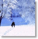 Winter Wonderland, General Christmas Card