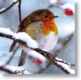Robin Redbreast, General Christmas Card