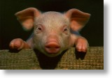 Piglet