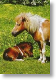 Shetland Pony and Foal
