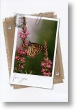 Queen Butterfly