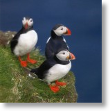 Puffins