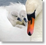 Mute Swan and Cygnets