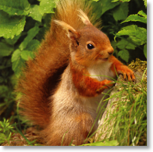 Peepo!  Red Squirrel