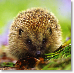 Hedgehog