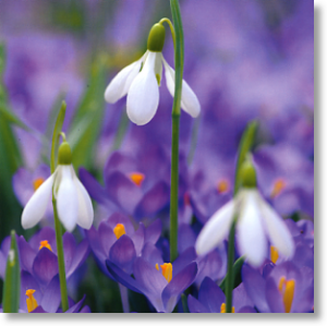 Crocuses and Snowdrops, Floral Blank Card
