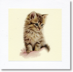Kitten