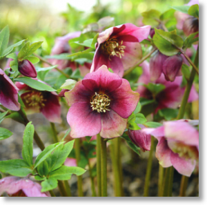 Hellebores, Floral Blank Card