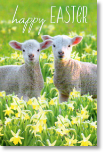 Lambs, Easter Card