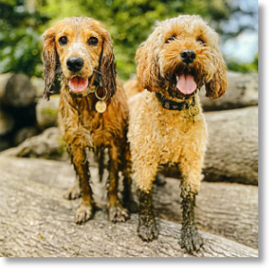 Muddy Paws, Animal Blank Card