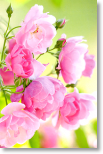 Pink Roses, Floral Birthday Card for Her