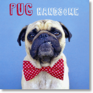 Pug Handsome