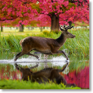 Red Deer Stag, Animal Blank Card