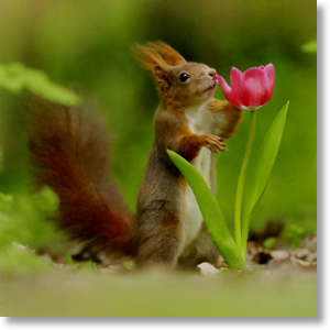 Red Squirrel, Animal Blank Card