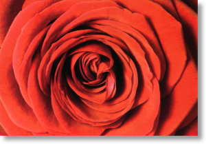 English Rose, Postcard