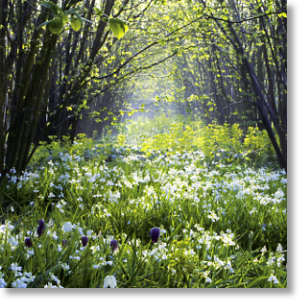 Sissinghurst Castle Garden, Scenic Blank Card
