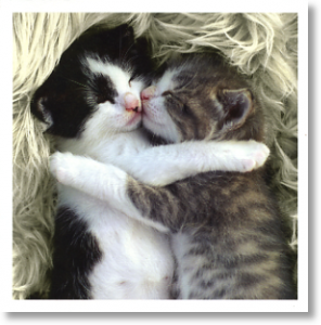 Snuggle Up, Animal Blank Card
