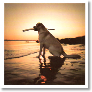 Sun Seeker, Animal Blank Card